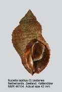 Nucella lapillus (f) castanea